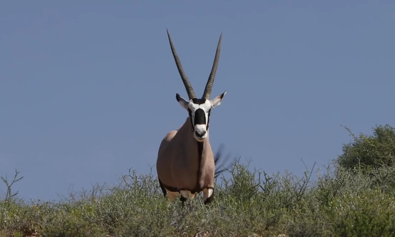 Arabian oryx standing still