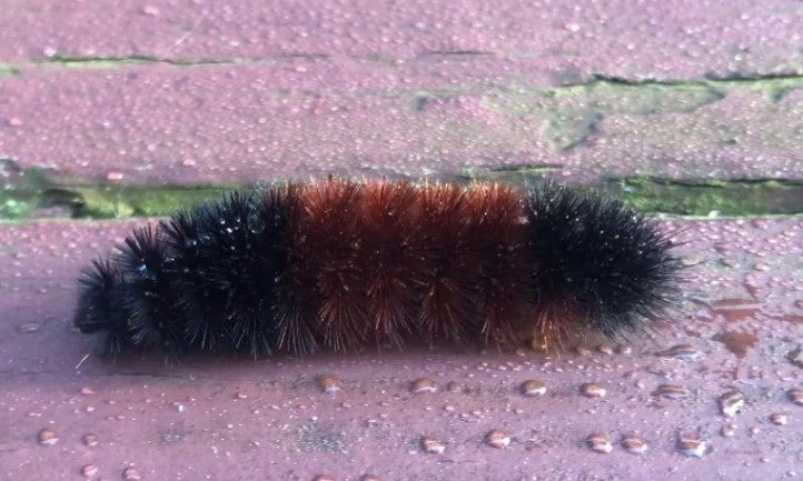 Close up photo of a Arctic Woolly Bear Caterpillar on a pink surface