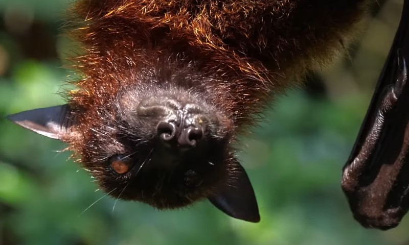 A bat hanging upside down, with its wings folded close to its body