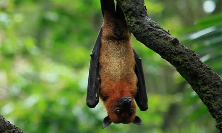 A bat hanging upside down from a tree branch, with its wings folded close to its body