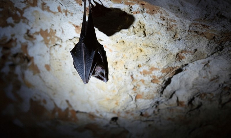 Bat hanging upside down from a textured pale cave ceiling