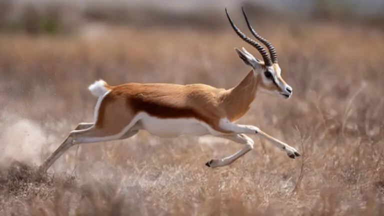 A gazelle sprints across dry grassland at incredible speed, showing why the question “how fast is a gazelle”