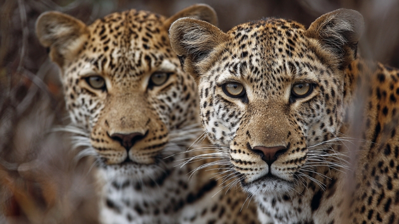 Two leopards face each other in the wild, showing the tense rivalry that can lead to deadly territorial fights