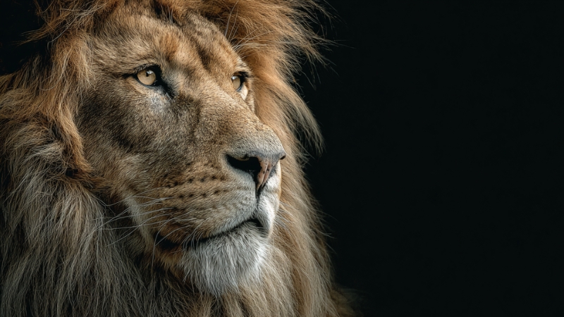 A dominant male lion stares into the distance, illustrating its role as the leopardโs greatest natural threat