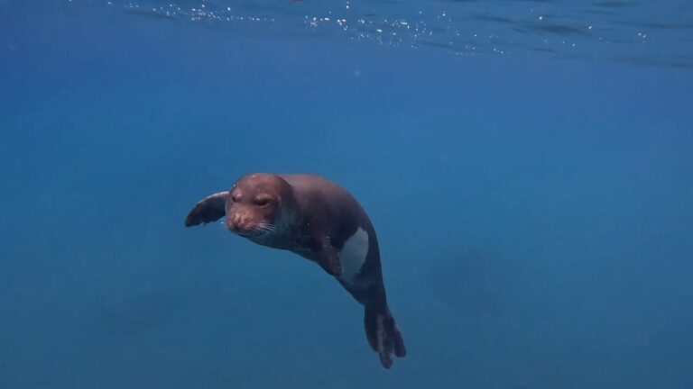 Mediterranean Monk Seal Ocean