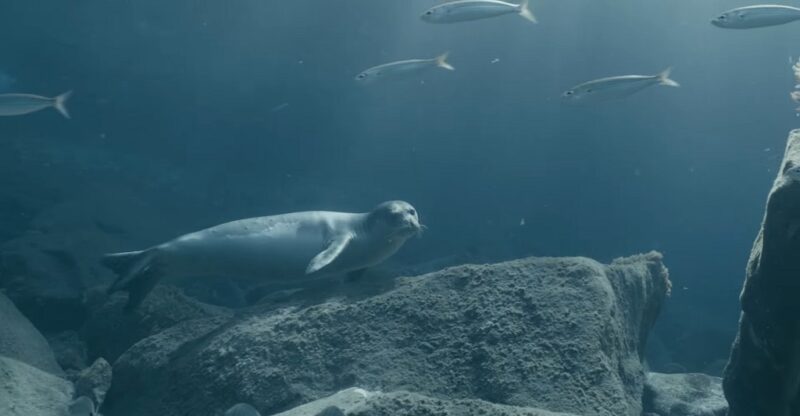 A monk seal swimming gracefully near the ocean floor surrounded by large rocks and small fish in clear blue water