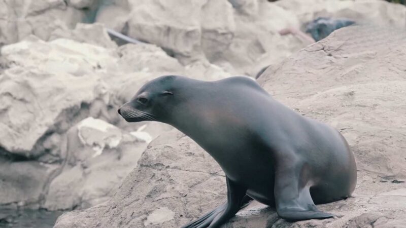 A monk seal resting on rocky terrain near the water, surrounded by large gray boulders