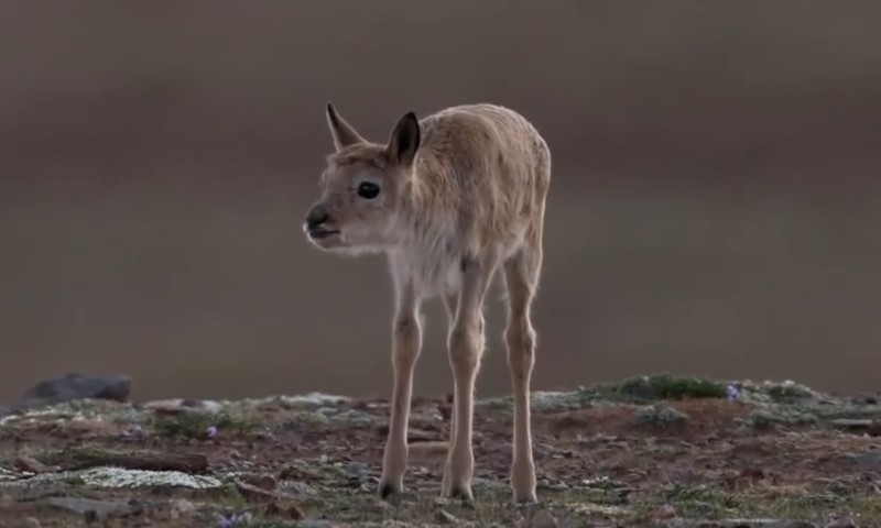 Tibetan antelope, close up view