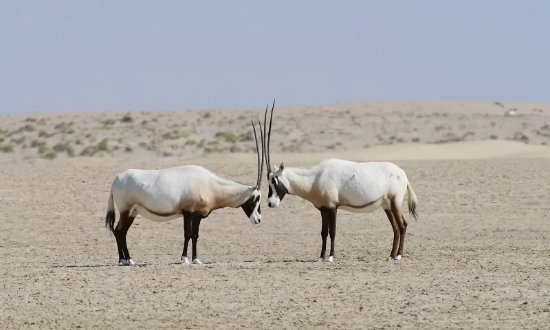 Two oryxes in the desert stand with their horns touching