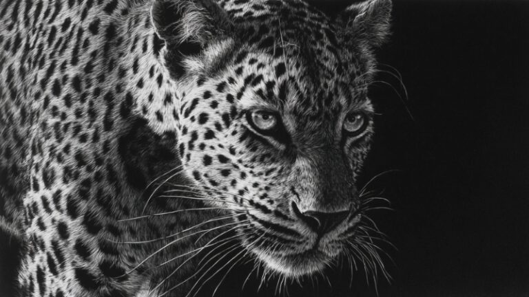 A leopard in the wild, focused and alert at night, representing the topic what eats a leopard