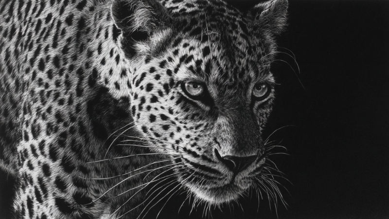 A leopard in the wild, focused and alert at night, representing the topic what eats a leopard