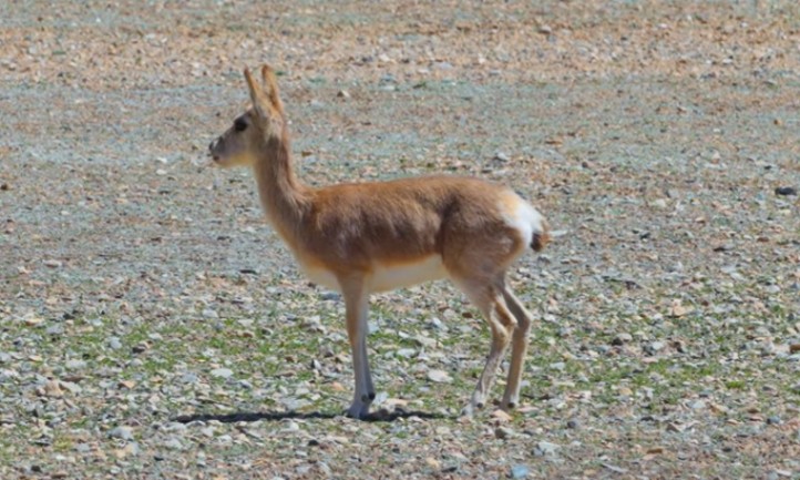 Small antelope in the wild, standing still