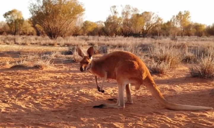 A kangaroo stands on a sunlit, reddish-brown desert landscape