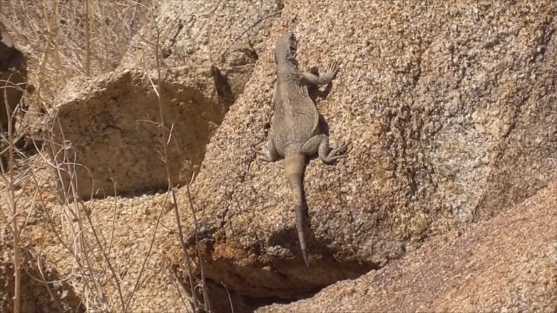 Chuckwalla Lizard