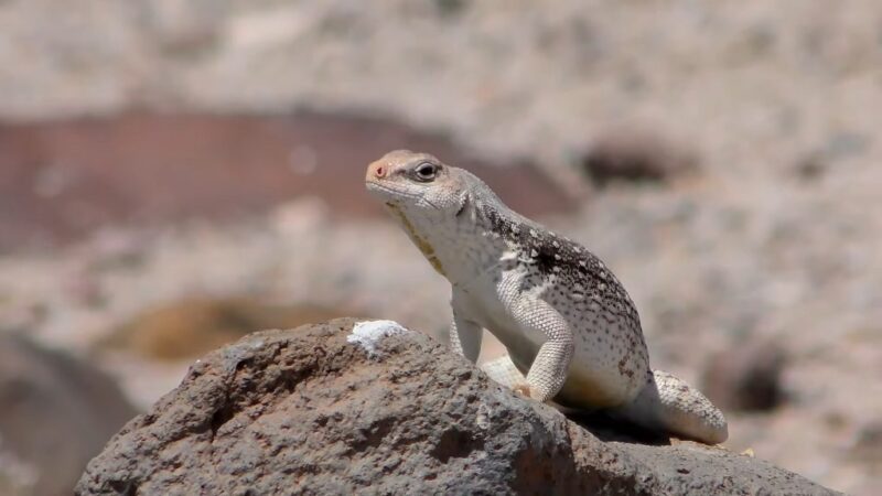 Iguana in desert