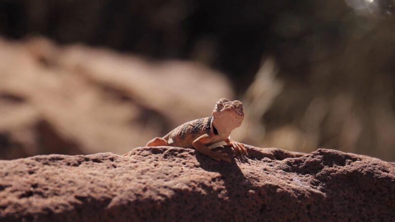 Desert Lizards