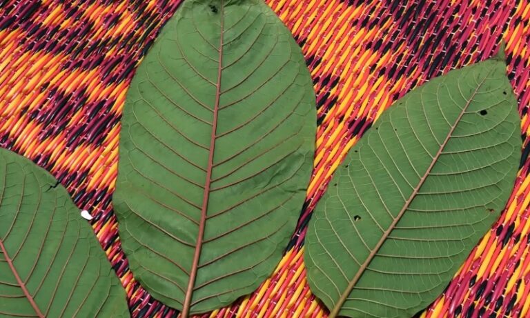 Three large green leaves with visible veins are laid on a vibrant woven mat with an orange and pink pattern