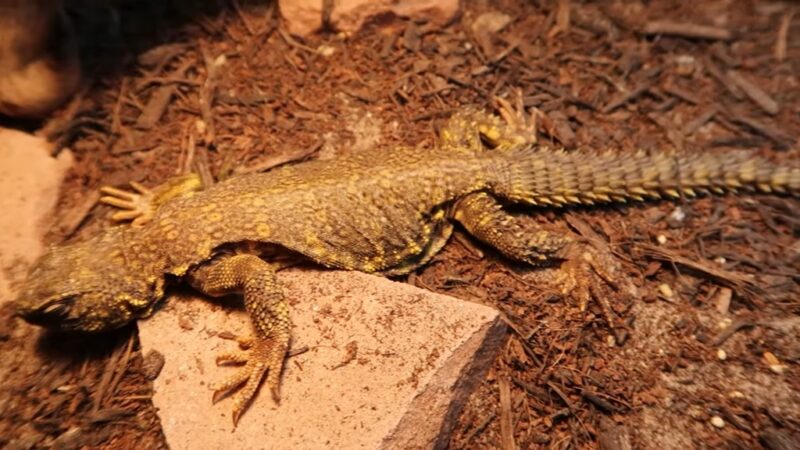 Egyptian Spiny-Tailed Desert Lizards
