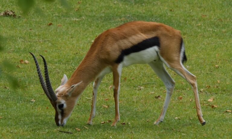 A gazelle with long, curved horns grazes on lush green grass