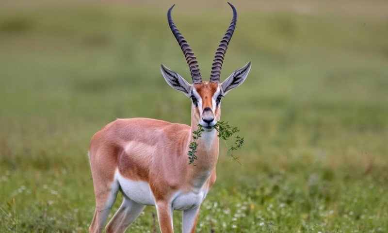 A graceful gazelle with long, curved horns stands in a lush green field, chewing on leaves