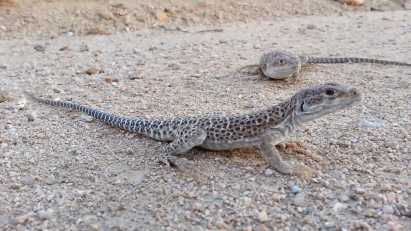 Long-Nosed Leopard Lizard