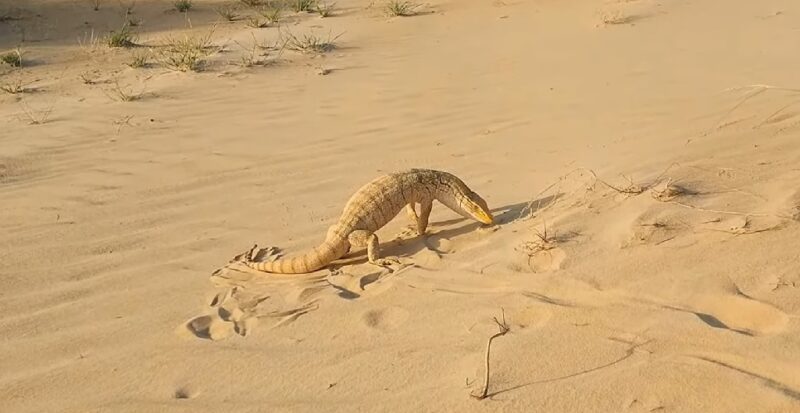 Monitor Desert Lizards