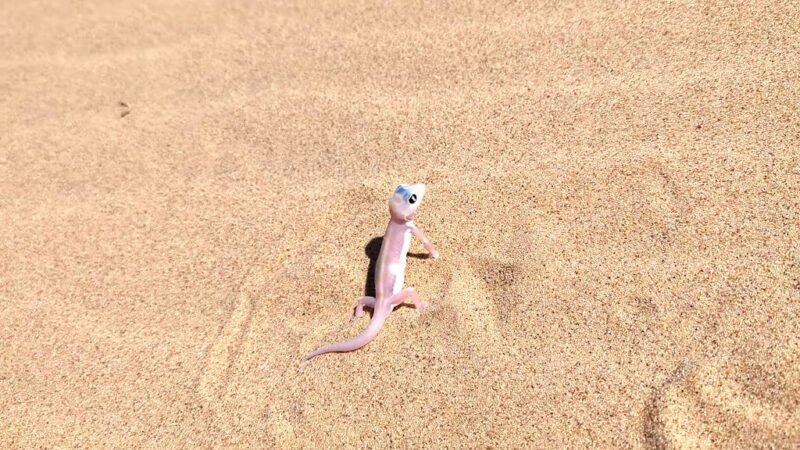 Namib Web-Footed Gecko