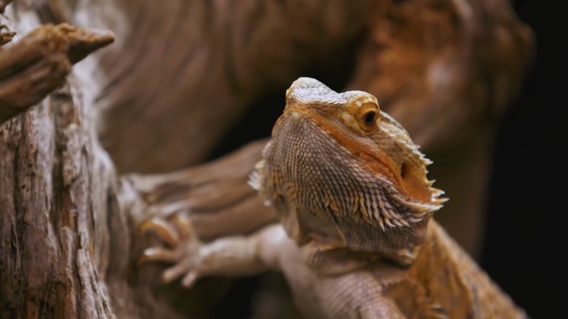 Bearded dragon in a natural-style enclosure