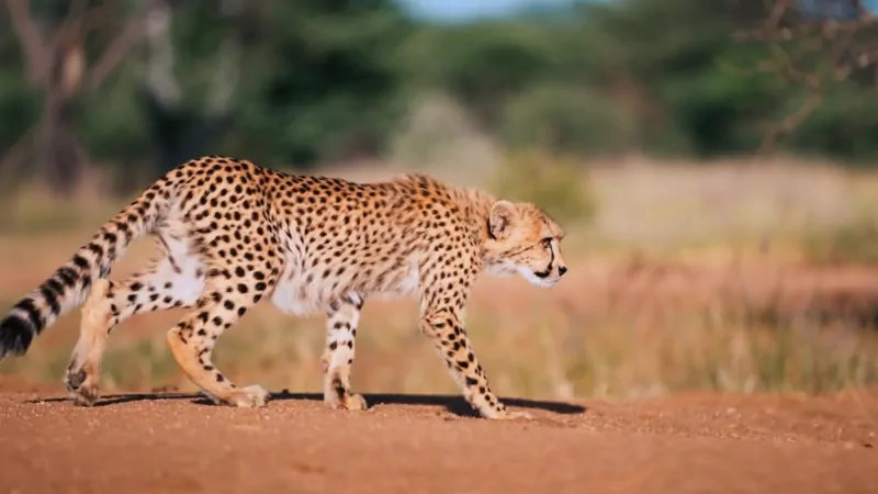 Saharan cheetah walking across open desert terrain during field monitoring