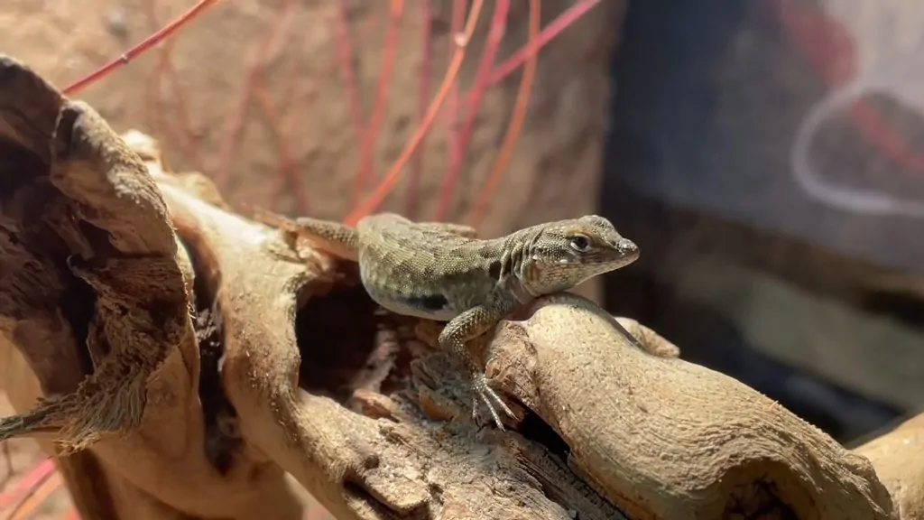Side-Blotched desert lizards