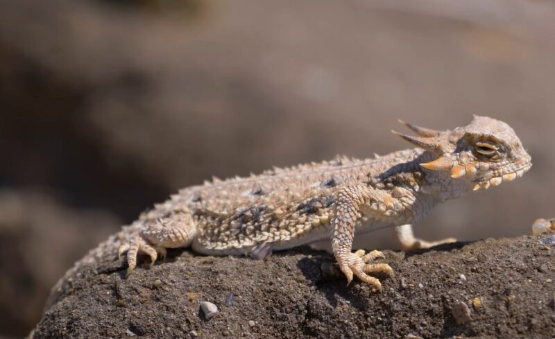 Texas Horned Lizard