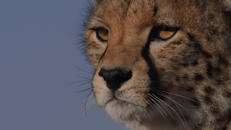 Close-up of a Saharan cheetah’s face with alert eyes and distinctive tear marks