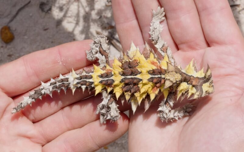 Thorny Devil Desert Lizards
