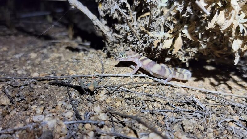 Western Banded Gecko