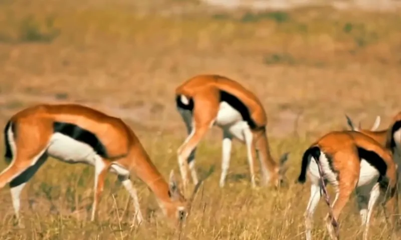 A group of four grazing gazelles is captured in a sunlit, grassy field
