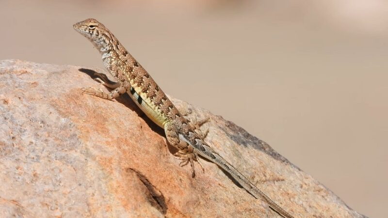 Zebra-Tailed Desert Lizards