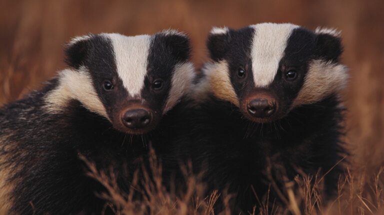 Two honey badgers standing close together in tall dry grass