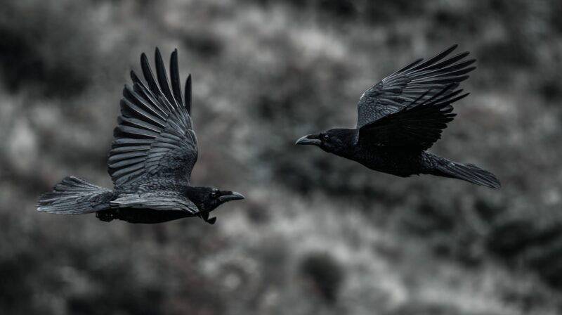 Two dark birds flying side by side showing different tail shapes