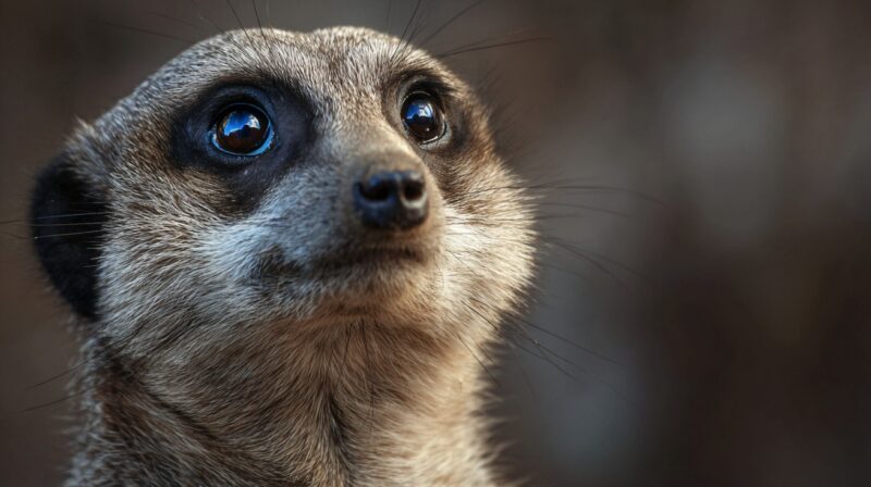 Close up of a meerkat’s face with large dark eyes and distinctive black eye patches against a softly blurred background