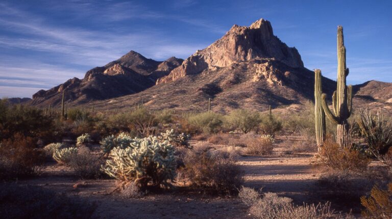 Desert landscape with tall saguaro cactus and rocky mountains under a blue sky