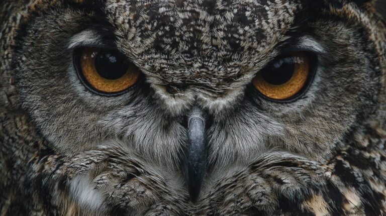 Close-up of an owl’s intense eyes and facial feathers